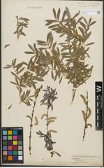 Foto von Salix purpurea L.